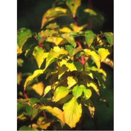 Msa Cornus Sanguinea 50ml