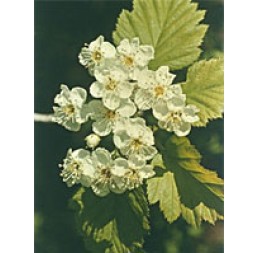 Msa Crataegus Oxyaca 50ml