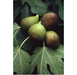 Msa Ficus Carica 50ml