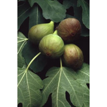 Msa Ficus Carica 50ml