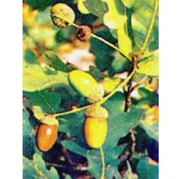 Msa Quercus Peduncol 50ml