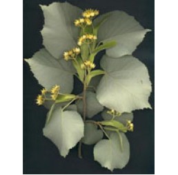 Msa Tilia Tomentosa 50ml