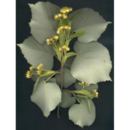 Msa Tilia Tomentosa 50ml