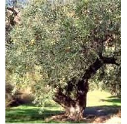 Tsa Olea Europea 50ml