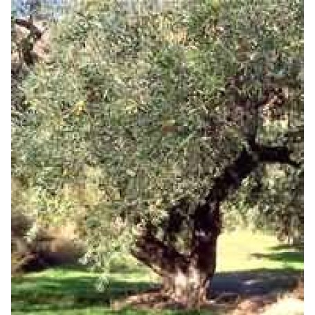 Tsa Olea Europea 50ml