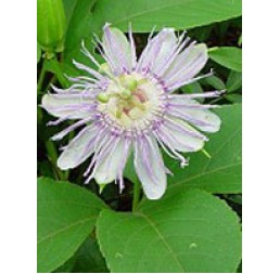 Tsa Passiflora Incarnata 50ml