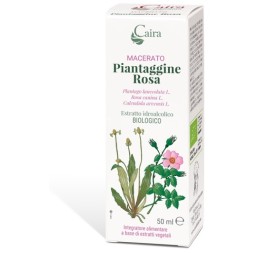 Piantaggine Ra Macerato Caira