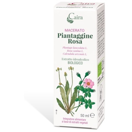 Piantaggine Ra Macerato Caira